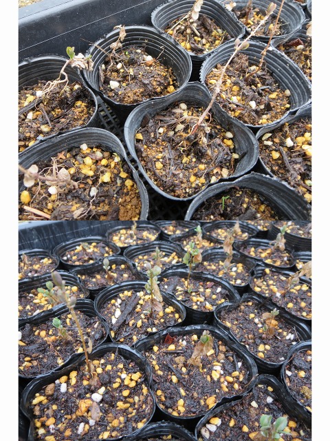 ファイル 42-3.jpg