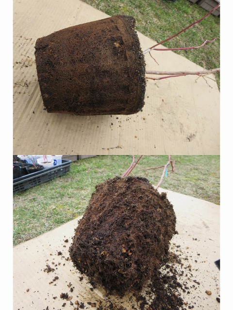 ファイル 42-6.jpg