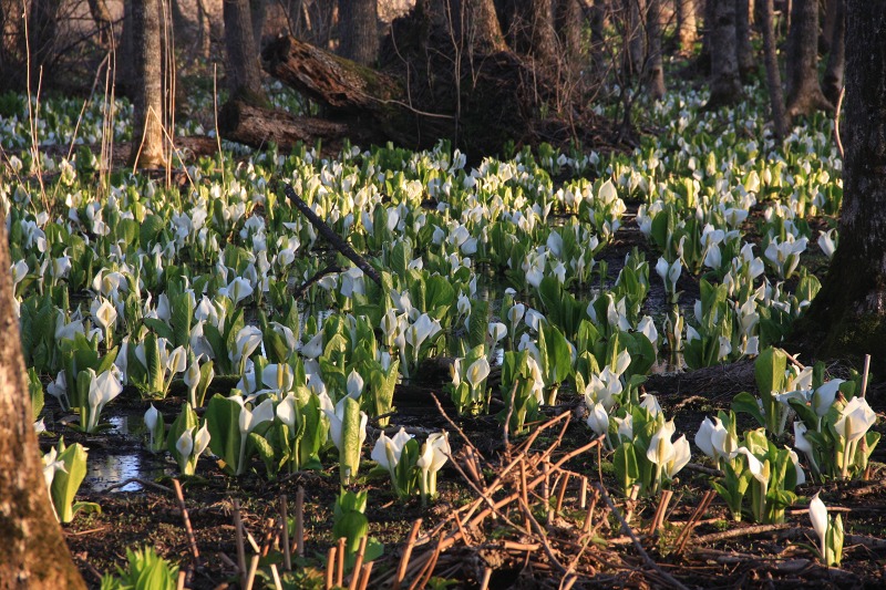 ファイル 44-1.jpg