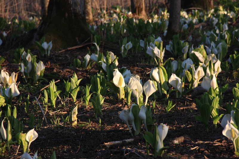 ファイル 44-2.jpg