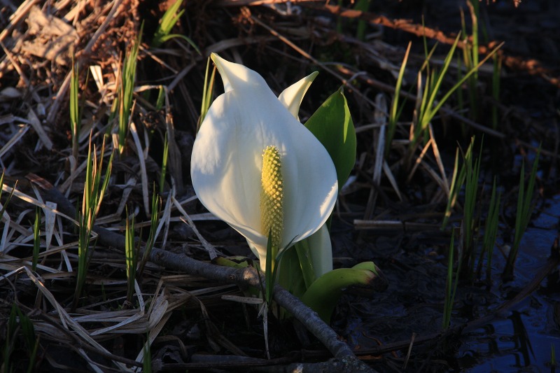 ファイル 44-3.jpg