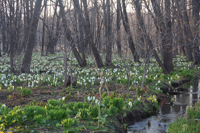 ファイル 44-4.jpg