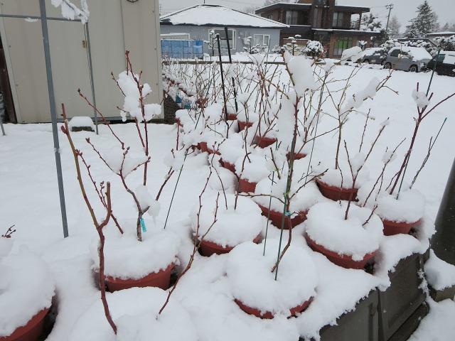 ファイル 46-5.jpg