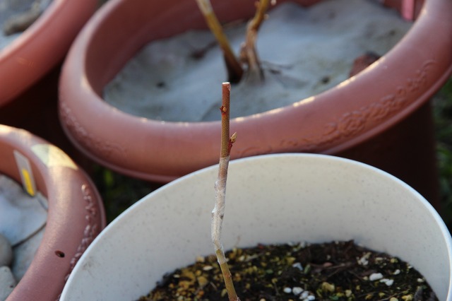 ファイル 48-1.jpg