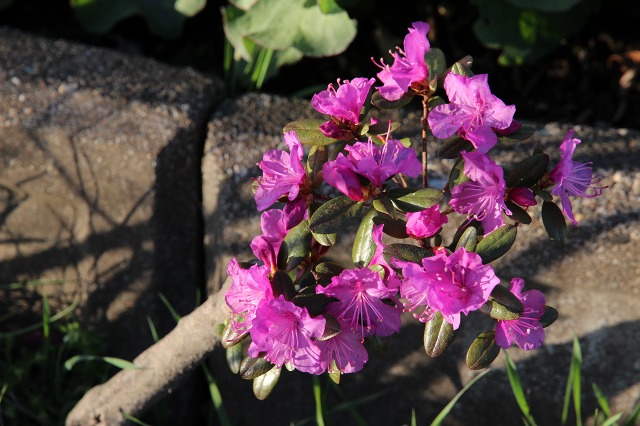 ファイル 48-4.jpg