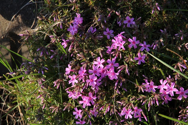 ファイル 48-5.jpg