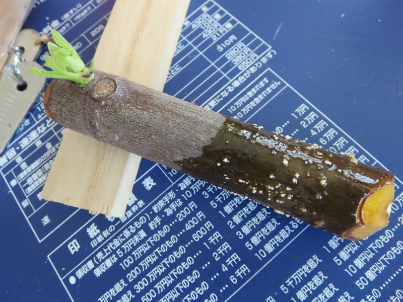 ファイル 49-4.jpg