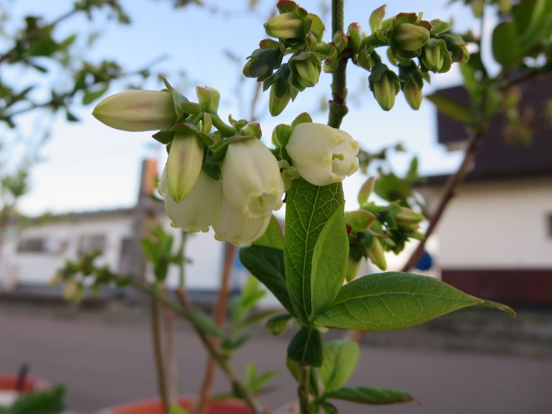 ファイル 49-5.jpg