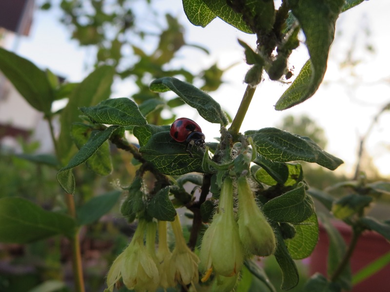 ファイル 49-6.jpg