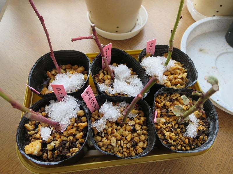 ファイル 5-3.jpg