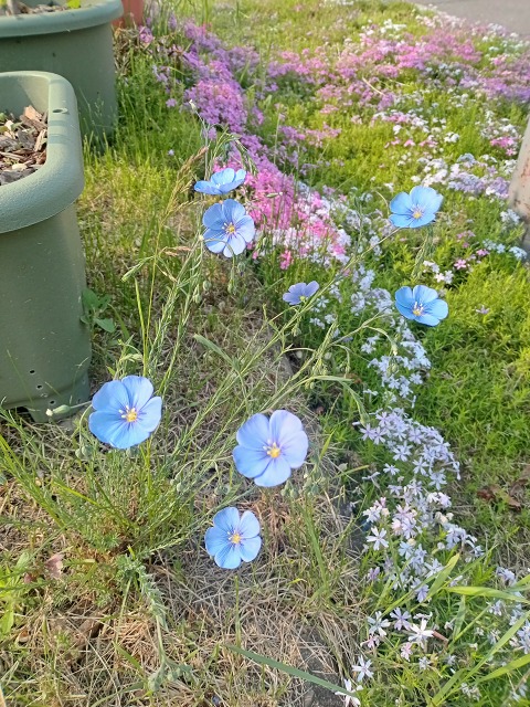 ファイル 51-1.jpg