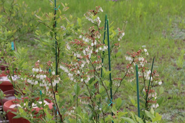 ファイル 51-4.jpg