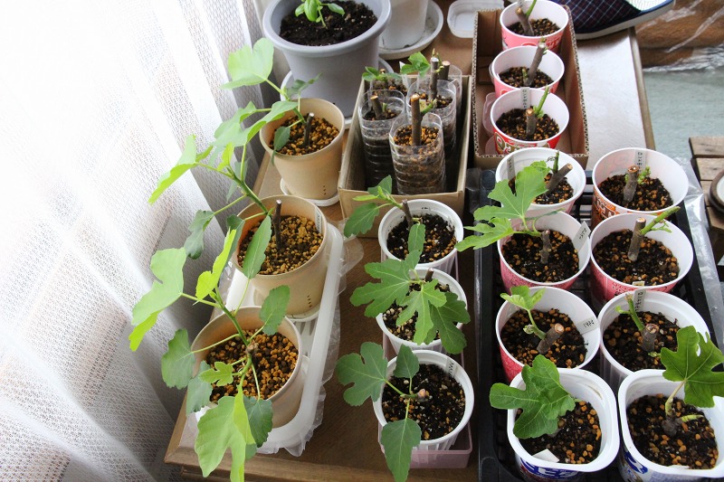 ファイル 53-1.jpg