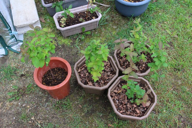 ファイル 53-3.jpg