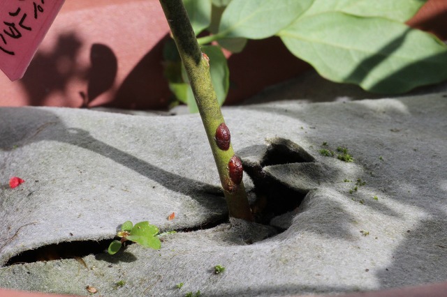 ファイル 53-5.jpg