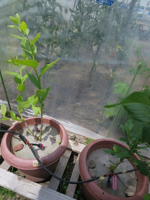 ファイル 55-1.jpg