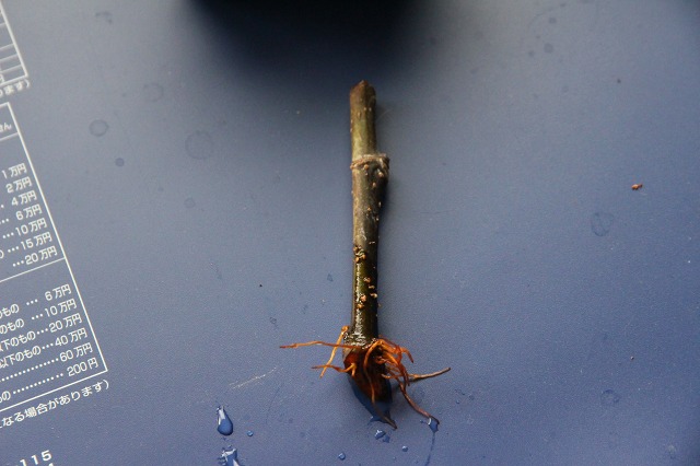 ファイル 55-2.jpg