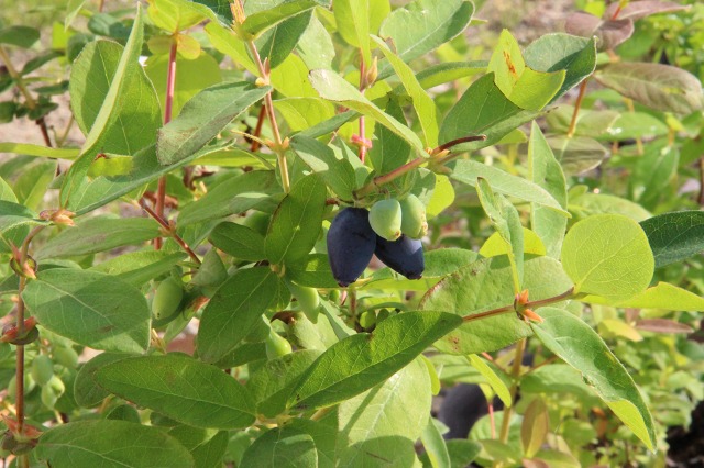 ファイル 55-3.jpg