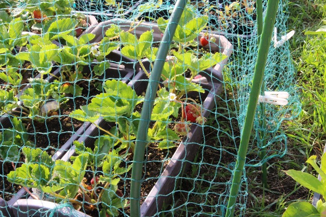 ファイル 55-4.jpg