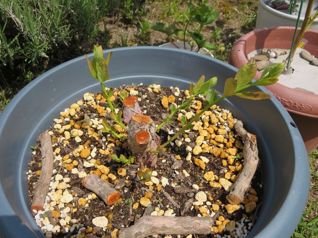 ファイル 55-5.jpg