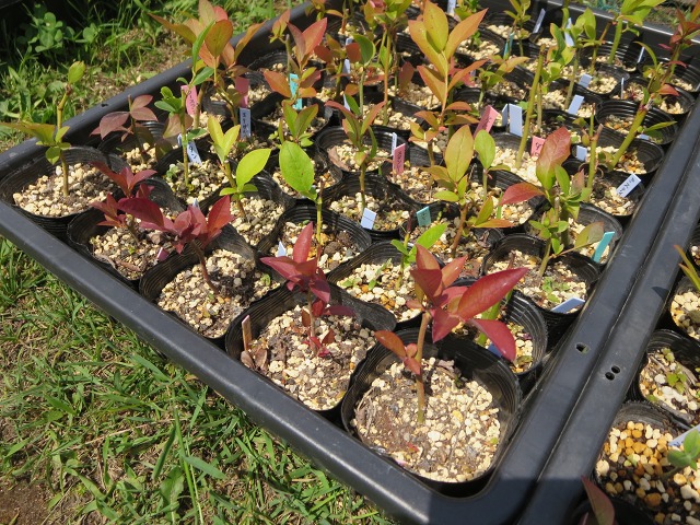 ファイル 55-6.jpg