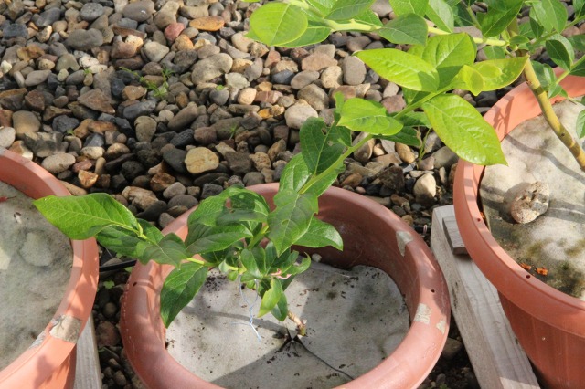 ファイル 55-7.jpg