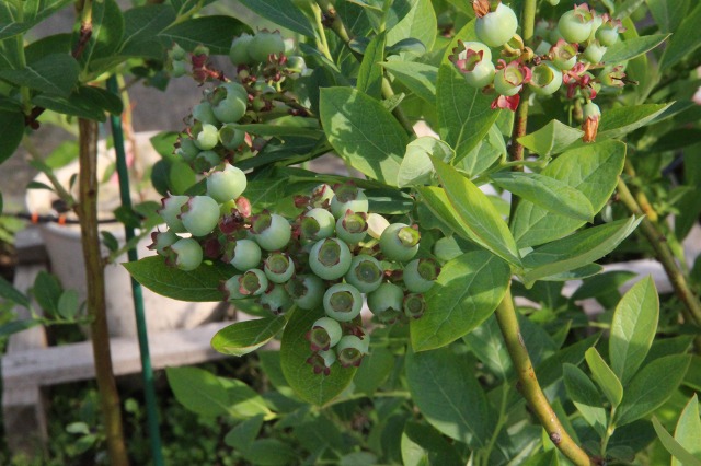 ファイル 55-8.jpg