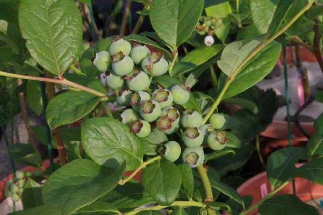 ファイル 55-9.jpg