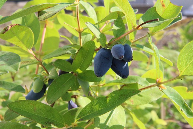 ファイル 57-1.jpg