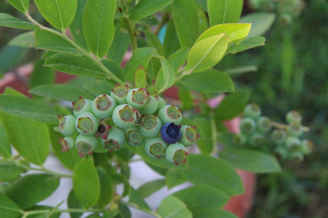 ファイル 57-2.jpg