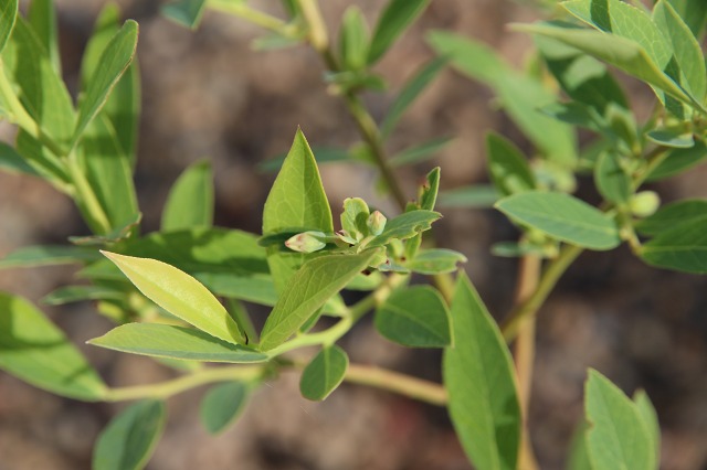 ファイル 57-3.jpg