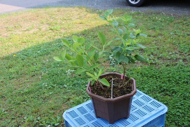 ファイル 59-1.jpg