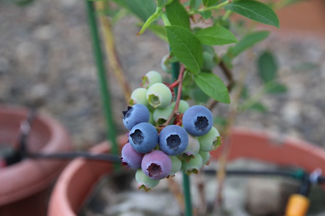 ファイル 61-1.jpg