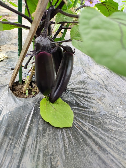 ファイル 62-5.jpg