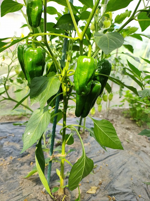 ファイル 62-7.jpg