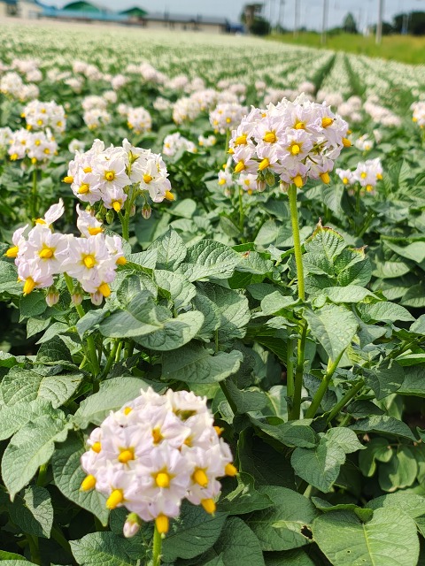 ファイル 62-9.jpg