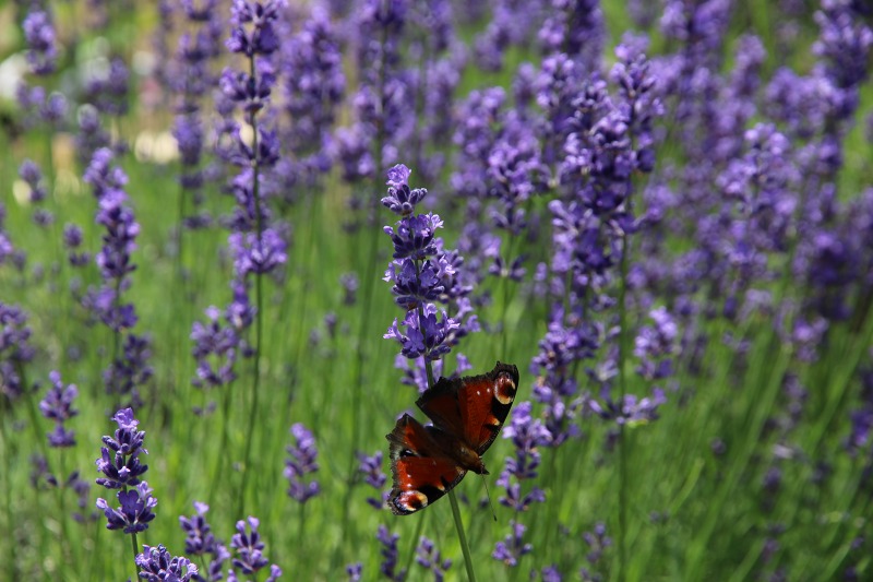 ファイル 63-5.jpg