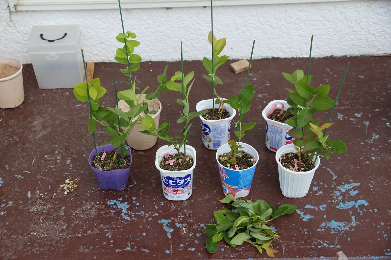 ファイル 63-8.jpg