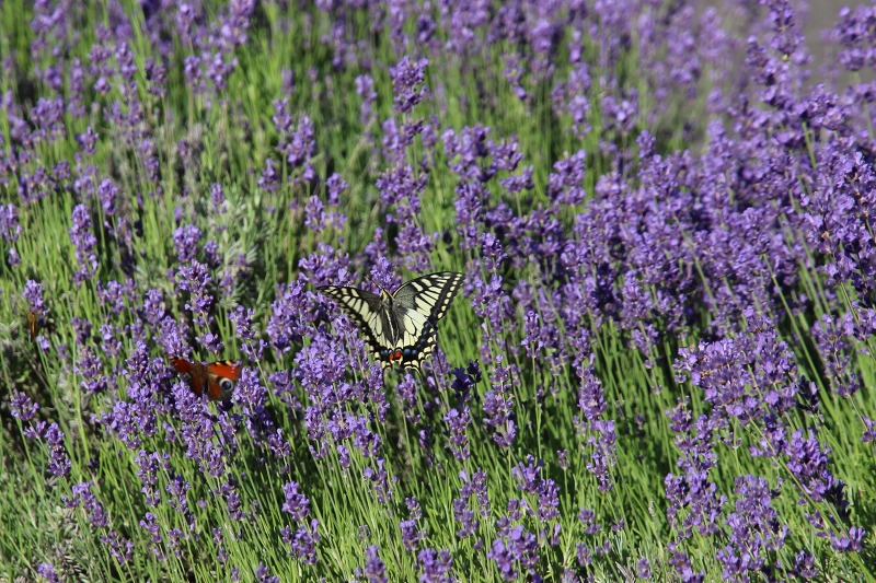 ファイル 64-4.jpg