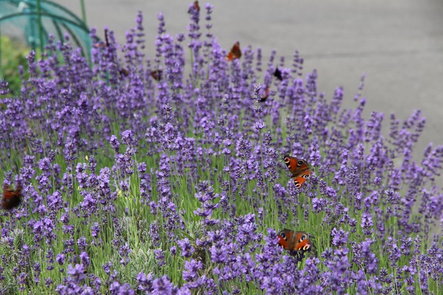 ファイル 65-1.jpg