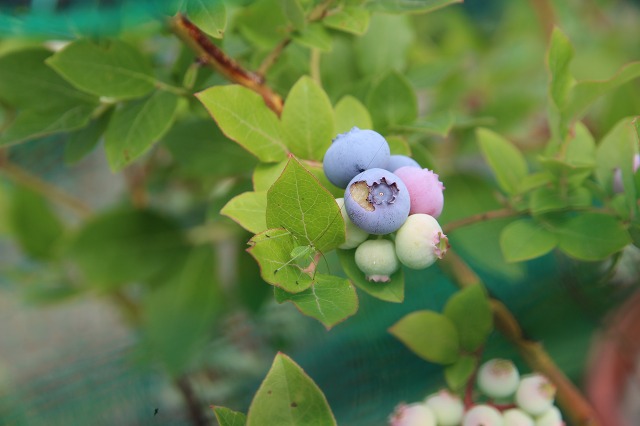 ファイル 65-2.jpg