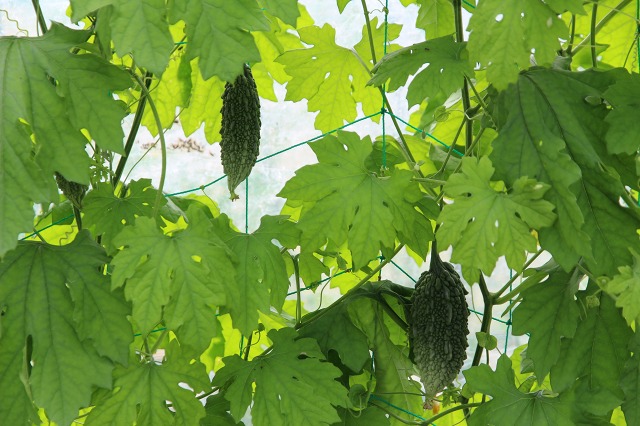 ファイル 65-3.jpg