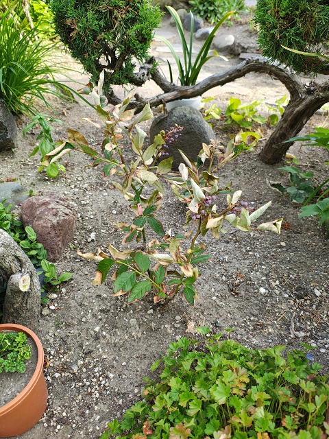 ファイル 65-8.jpg