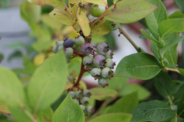 ファイル 66-1.jpg