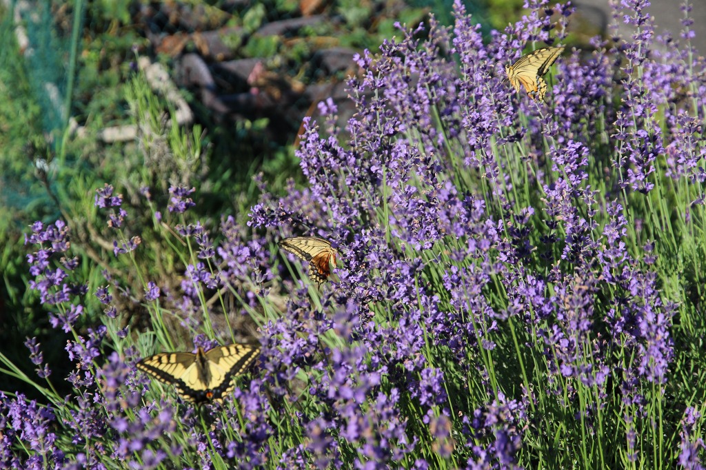 ファイル 69-1.jpg