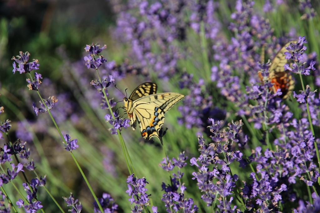 ファイル 69-2.jpg