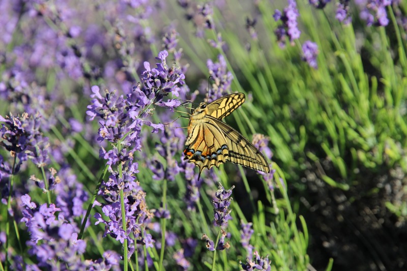 ファイル 69-3.jpg