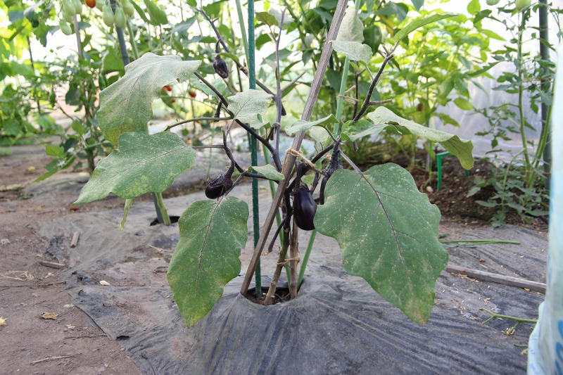 ファイル 71-7.jpg