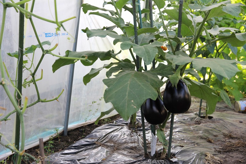 ファイル 71-8.jpg