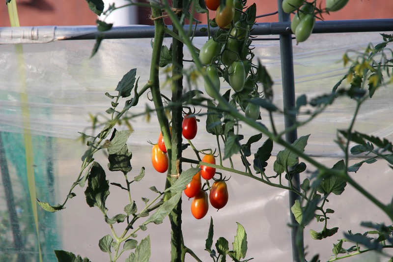 ファイル 71-9.jpg